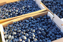 Load image into Gallery viewer, PRE-ORDER 2024 FRESH BLUEBERRIES - 20LB CASE