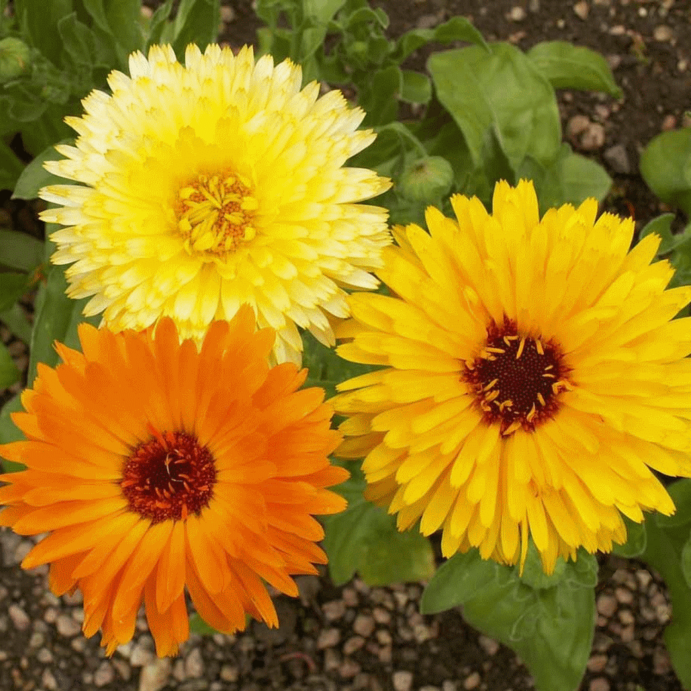 CALENDULA PACIFIX MIX - FLOWER PLANT
